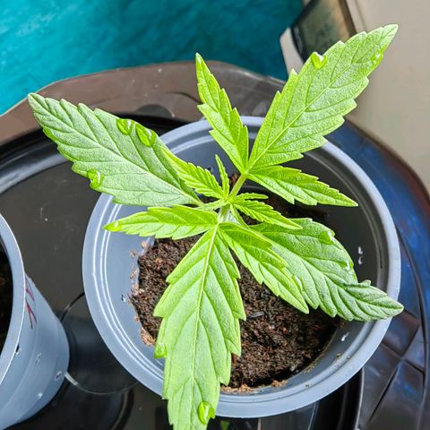 1A Black Kush 98 growlog timeline photo