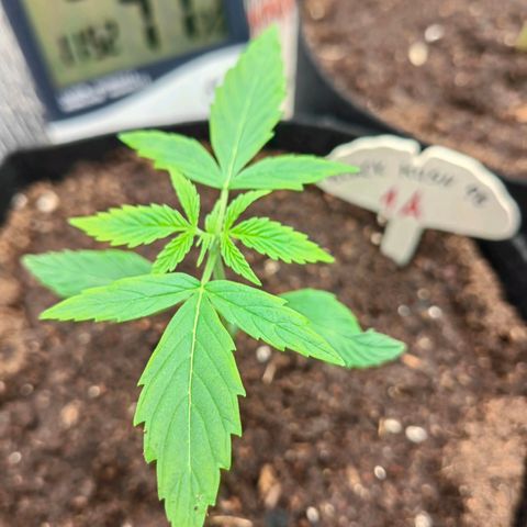 1A Black Kush 98 growlog timeline photo