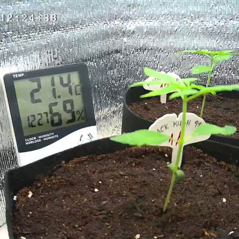1A Black Kush 98 growlog timeline photo
