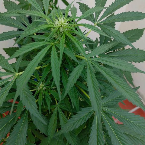 Auto Super Skunk growlog timeline photo