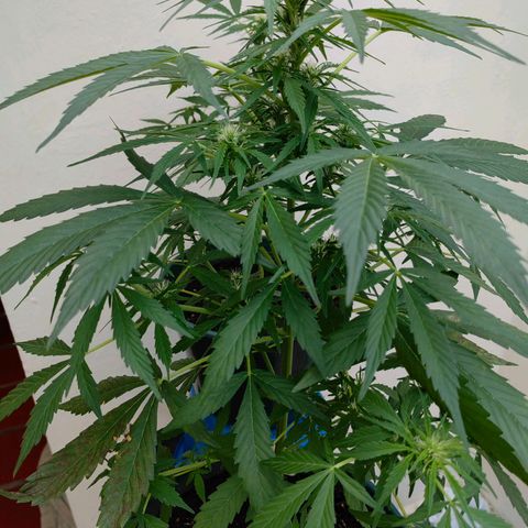 Auto Super Skunk growlog timeline photo