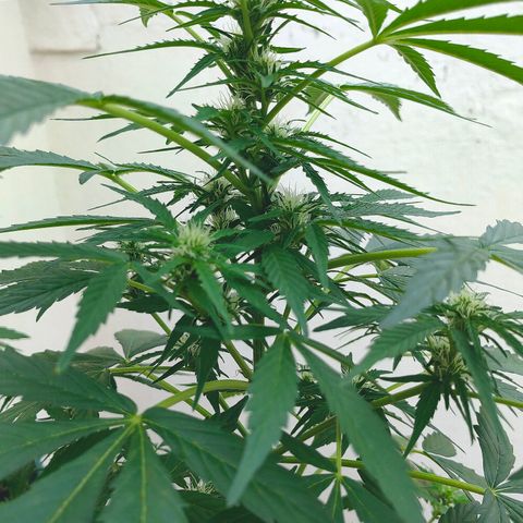 Auto Super Skunk growlog timeline photo
