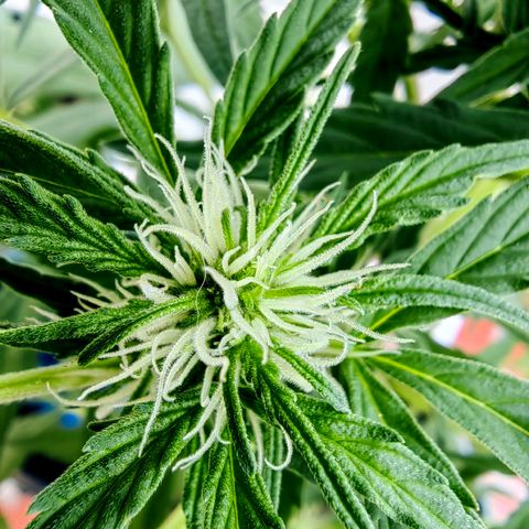 Auto Super Skunk growlog timeline photo