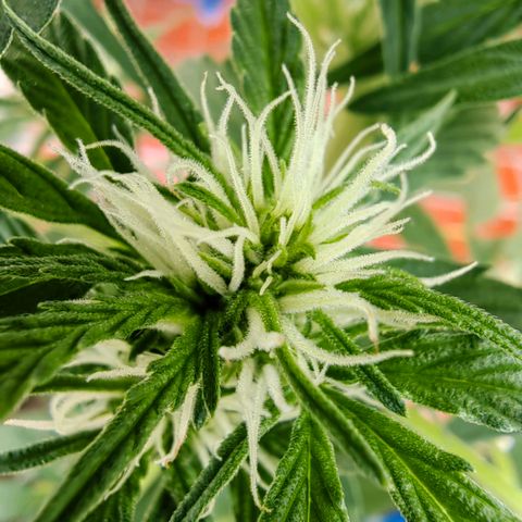 Auto Super Skunk growlog timeline photo
