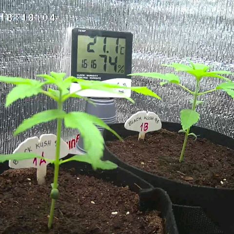1A Black Kush 98 growlog timeline photo
