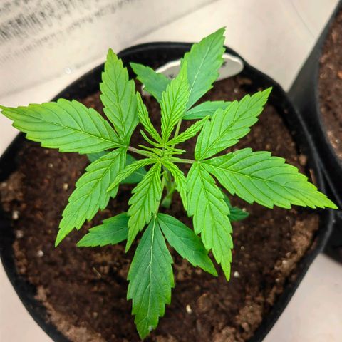 1A Black Kush 98 growlog timeline photo