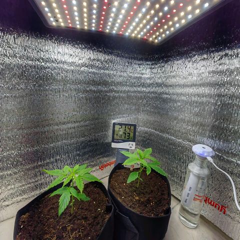 1A Black Kush 98 growlog timeline photo