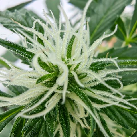 Auto Super Skunk growlog timeline photo