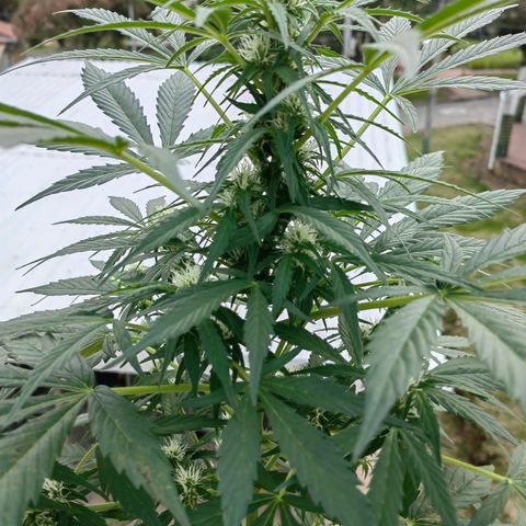 Auto Super Skunk growlog timeline photo