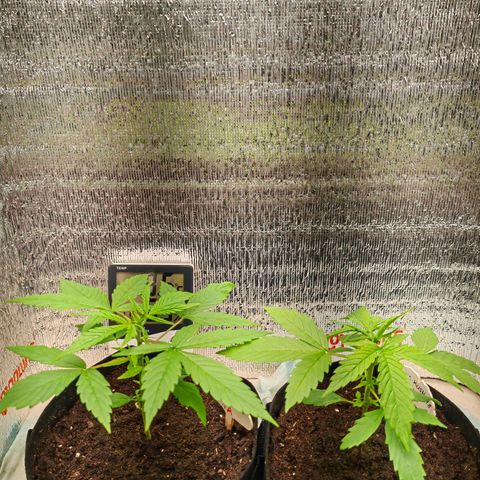 1A Black Kush 98 growlog timeline photo