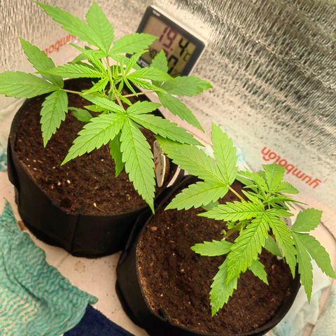 1A Black Kush 98 growlog timeline photo