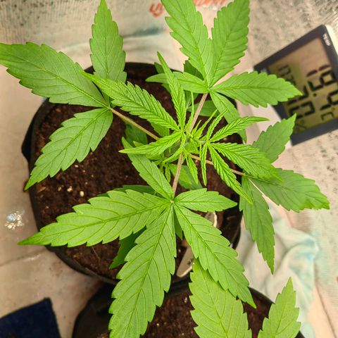 1A Black Kush 98 growlog timeline photo