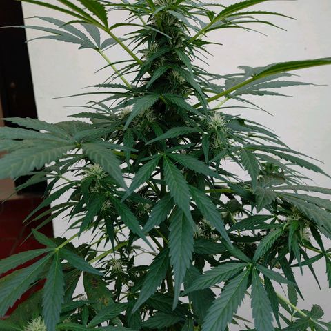 Auto Super Skunk growlog timeline photo