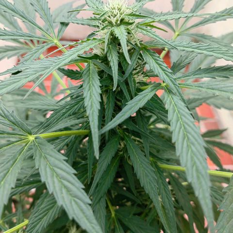 Auto Super Skunk growlog timeline photo