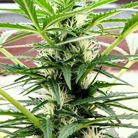 Auto Super Skunk growlog timeline photo