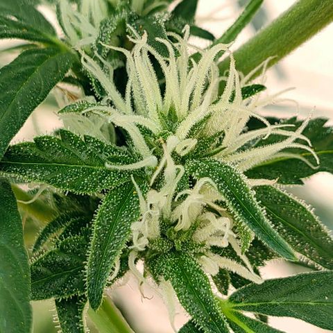 Auto Super Skunk growlog timeline photo