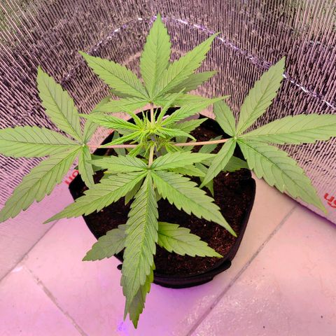 1A Black Kush 98 growlog timeline photo