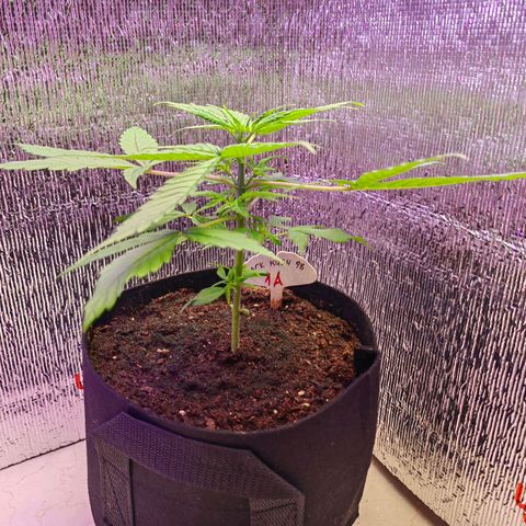 1A Black Kush 98 growlog timeline photo