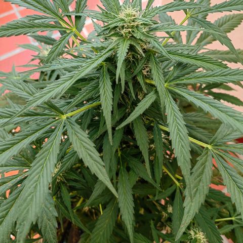 Auto Super Skunk growlog timeline photo