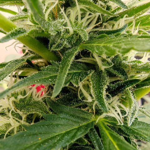 Auto Super Skunk growlog timeline photo