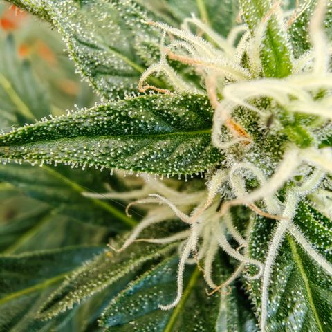 Auto Super Skunk growlog timeline photo