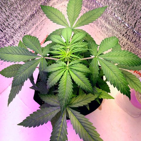 1A Black Kush 98 growlog timeline photo