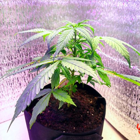 1A Black Kush 98 growlog timeline photo