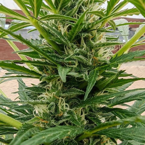 Auto Super Skunk growlog timeline photo