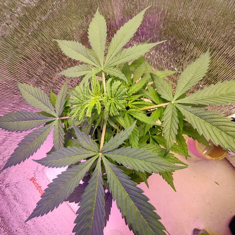1A Black Kush 98 growlog timeline photo