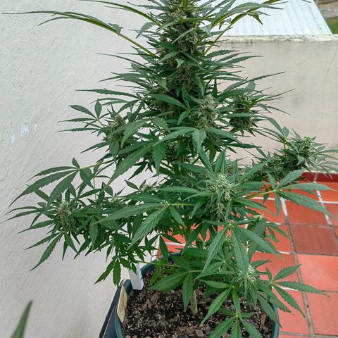 Auto Super Skunk growlog timeline photo