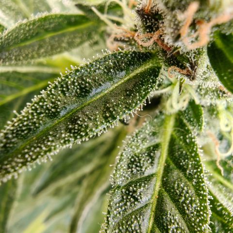 Auto Super Skunk growlog timeline photo
