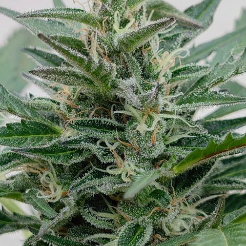 Auto Super Skunk growlog timeline photo