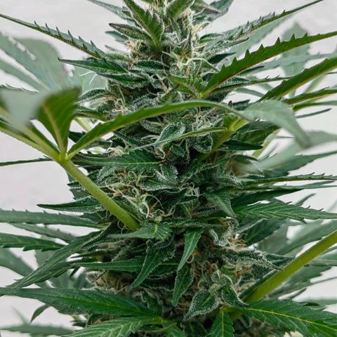 Auto Super Skunk growlog timeline photo