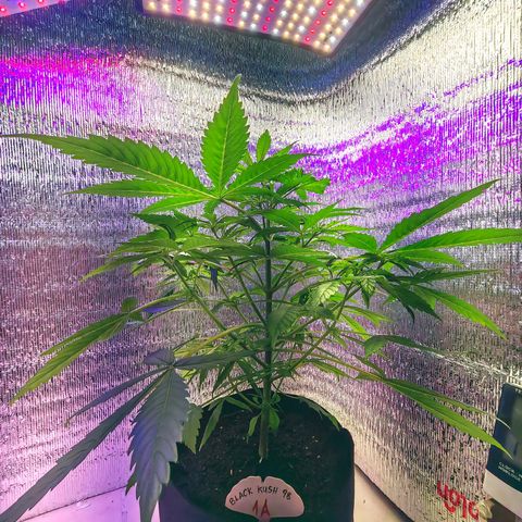 1A Black Kush 98 growlog timeline photo