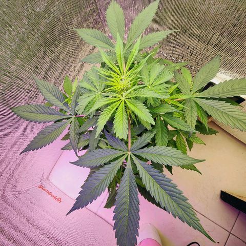 1A Black Kush 98 growlog timeline photo