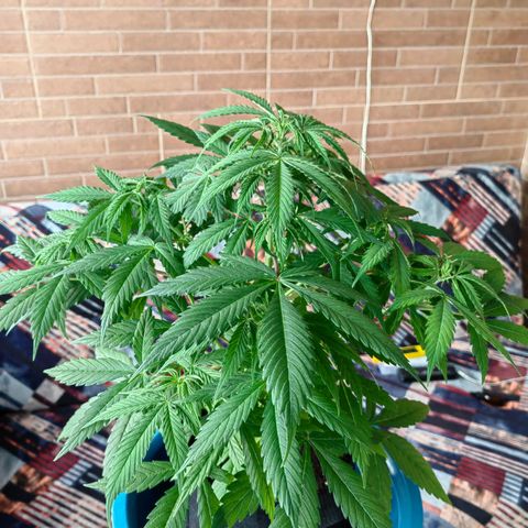 1A Black Kush 98 growlog timeline photo