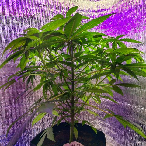 1A Black Kush 98 growlog timeline photo