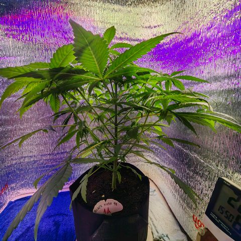 1A Black Kush 98 growlog timeline photo