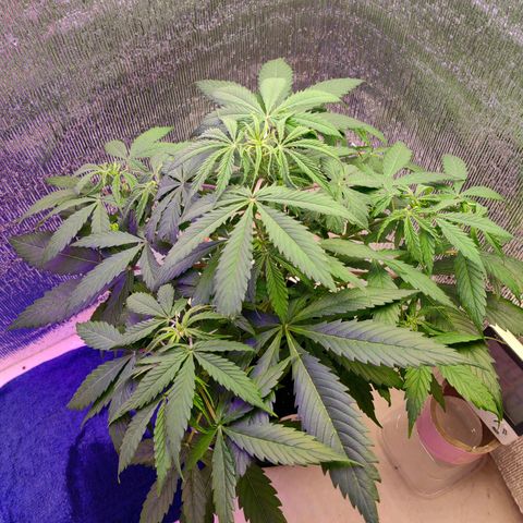 1A Black Kush 98 growlog timeline photo