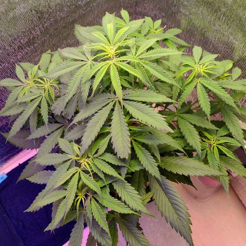 1A Black Kush 98 growlog timeline photo