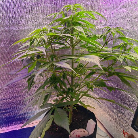 1A Black Kush 98 growlog timeline photo