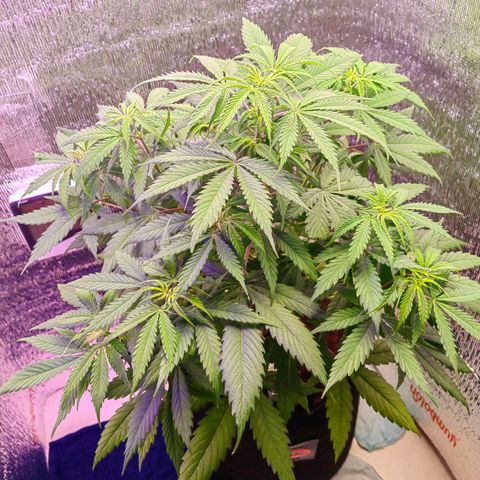 1A Black Kush 98 growlog timeline photo