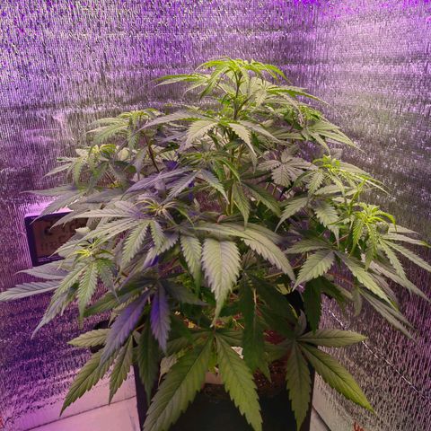 1A Black Kush 98 growlog timeline photo