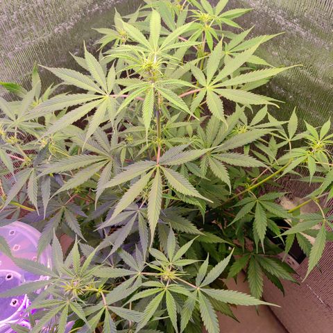 1A Black Kush 98 growlog timeline photo