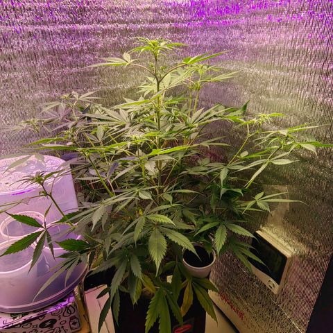 1A Black Kush 98 growlog timeline photo