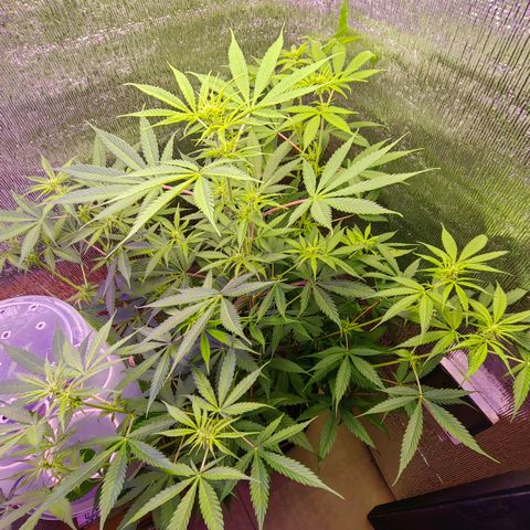 1A Black Kush 98 growlog timeline photo
