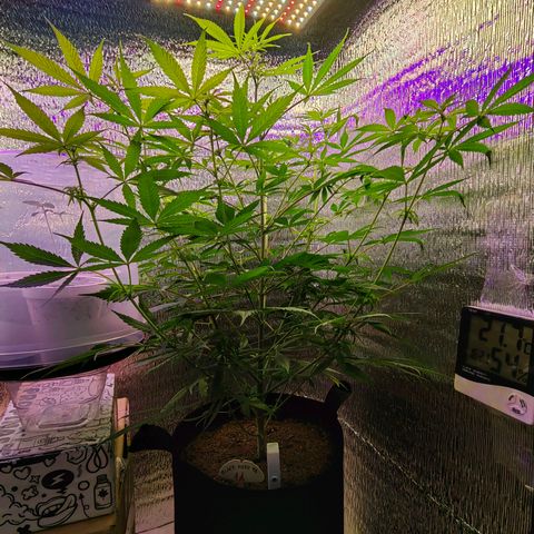 1A Black Kush 98 growlog timeline photo