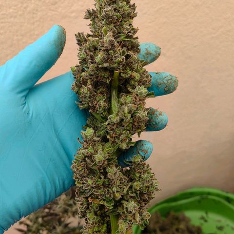 Auto Super Skunk growlog timeline photo