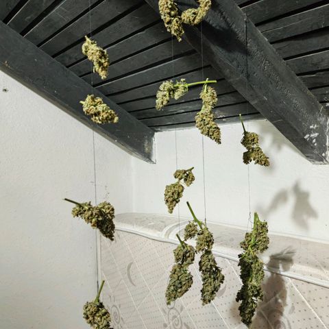 Auto Super Skunk growlog timeline photo