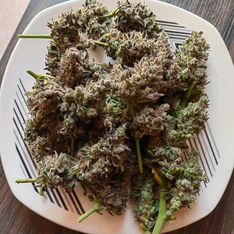 Auto Super Skunk growlog timeline photo
